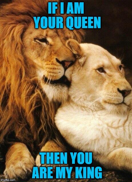 I am Your Queen | IF I AM YOUR QUEEN; THEN YOU ARE MY KING | image tagged in lover,lion,king,queen,love,together | made w/ Imgflip meme maker