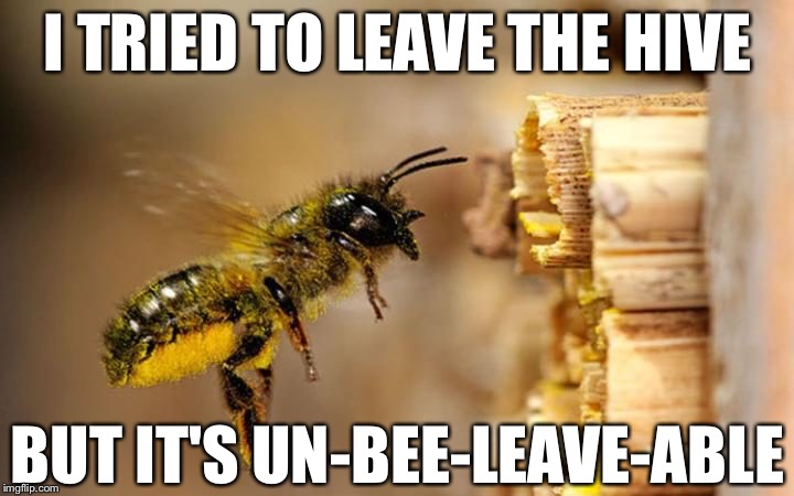 Bumble Bee Free | I TRIED TO LEAVE THE HIVE; BUT IT'S UN-BEE-LEAVE-ABLE | image tagged in bee,memes,bad puns,insects,bumblebee | made w/ Imgflip meme maker