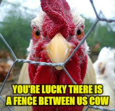 YOU'RE LUCKY THERE IS A FENCE BETWEEN US COW | made w/ Imgflip meme maker