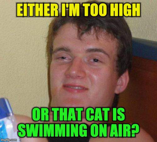 10 Guy Meme | EITHER I'M TOO HIGH OR THAT CAT IS SWIMMING ON AIR? | image tagged in memes,10 guy | made w/ Imgflip meme maker