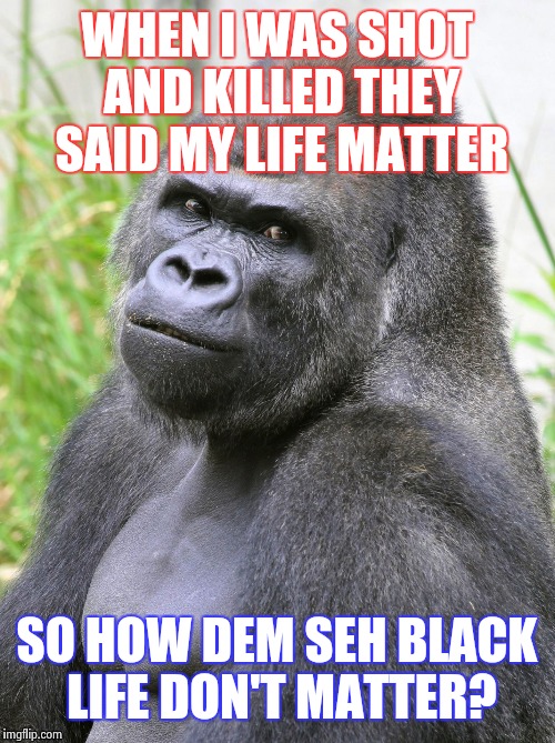 Hot Gorilla  | WHEN I WAS SHOT AND KILLED THEY SAID MY LIFE MATTER; SO HOW DEM SEH BLACK LIFE DON'T MATTER? | image tagged in hot gorilla | made w/ Imgflip meme maker