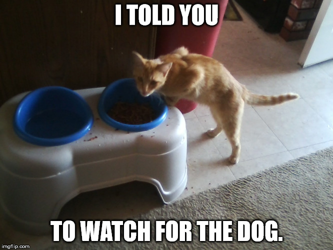Guard | I TOLD YOU; TO WATCH FOR THE DOG. | image tagged in watch | made w/ Imgflip meme maker