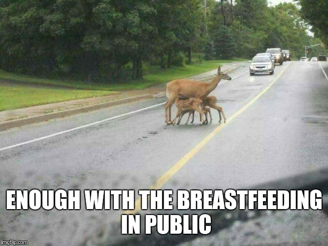 Oh Deer! | ENOUGH WITH THE BREASTFEEDING IN PUBLIC | image tagged in deer,breastfeeding,public | made w/ Imgflip meme maker