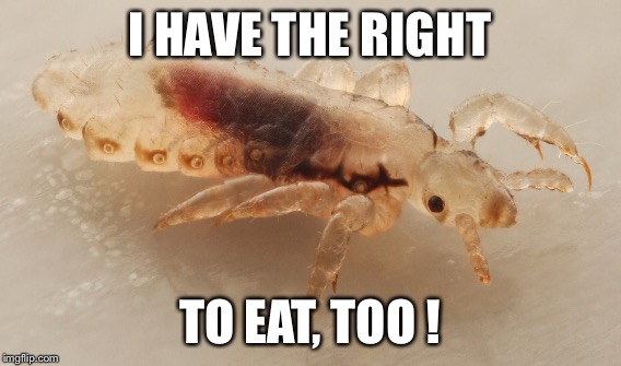 I HAVE THE RIGHT TO EAT, TOO ! | made w/ Imgflip meme maker