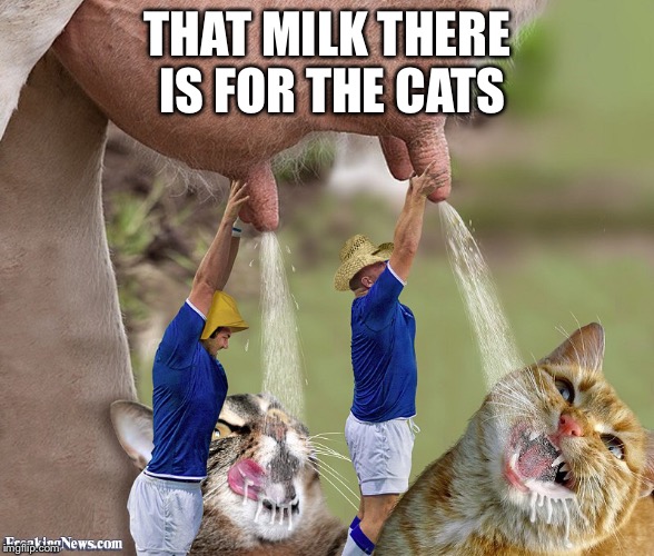 my-thoughts-on-cow-appreciate-day-imgflip