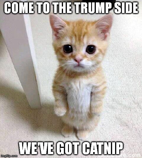 Cute Cat | COME TO THE TRUMP SIDE; WE'VE GOT CATNIP | image tagged in memes,cute cat,trump 2016,donald trump,trump,catnip | made w/ Imgflip meme maker