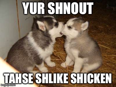 Tastes like chicken... | YUR SHNOUT; TAHSE SHLIKE SHICKEN | image tagged in memes,cute puppies | made w/ Imgflip meme maker