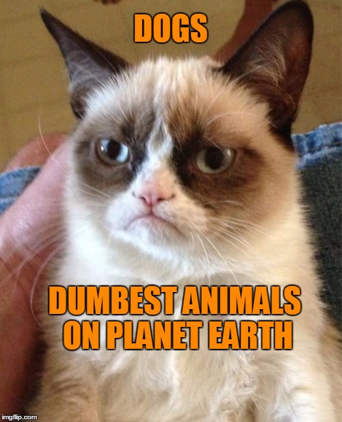 Grumpy Cat Meme | DOGS DUMBEST ANIMALS ON PLANET EARTH | image tagged in memes,grumpy cat | made w/ Imgflip meme maker