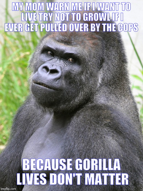 Hot Gorilla  | MY MOM WARN ME IF I WANT TO LIVE TRY NOT TO GROWL IF I EVER GET PULLED OVER BY THE COPS; BECAUSE GORILLA LIVES DON'T MATTER | image tagged in hot gorilla | made w/ Imgflip meme maker
