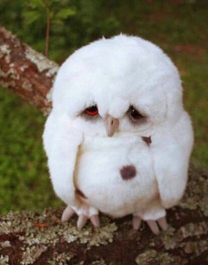 depressed baby owl