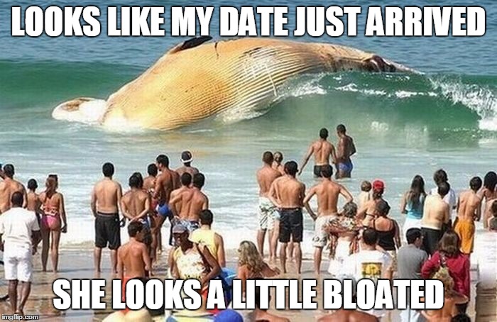 LOOKS LIKE MY DATE JUST ARRIVED; SHE LOOKS A LITTLE BLOATED | image tagged in whale | made w/ Imgflip meme maker