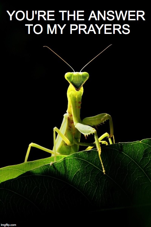 Amen! | YOU'RE THE ANSWER TO MY PRAYERS | image tagged in janey mack meme,funny meme,praying mantis,you're the answers to my prayers,flirt meme | made w/ Imgflip meme maker