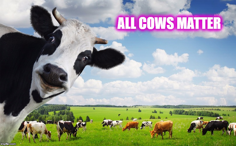 All Cows Matter | ALL COWS MATTER | image tagged in cows,all lives matter,rodeo | made w/ Imgflip meme maker