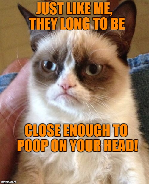 Grumpy Cat Meme | JUST LIKE ME,  THEY LONG TO BE CLOSE ENOUGH TO POOP ON YOUR HEAD! | image tagged in memes,grumpy cat | made w/ Imgflip meme maker