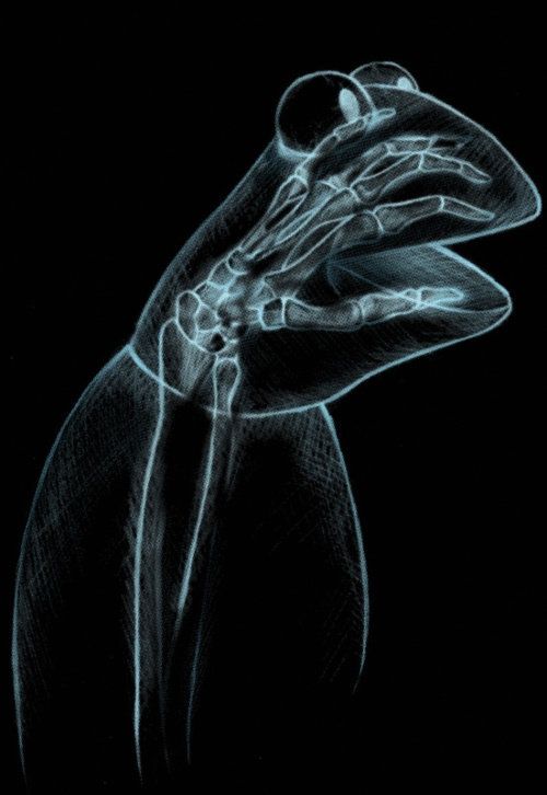 50 Funny Xray Memes