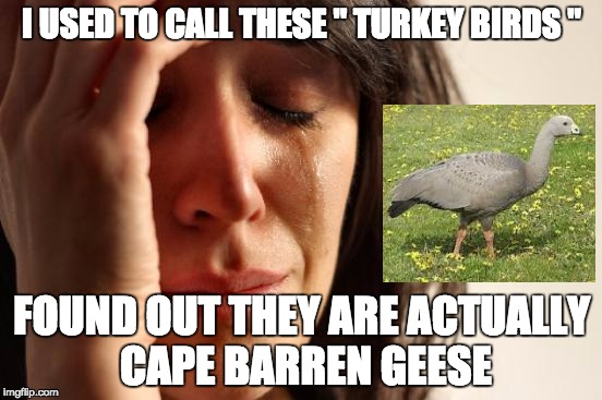 i am so retarded. | I USED TO CALL THESE
" TURKEY BIRDS "; FOUND OUT THEY ARE ACTUALLY CAPE BARREN GEESE | image tagged in memes,first world problems,funny,turkey birds | made w/ Imgflip meme maker