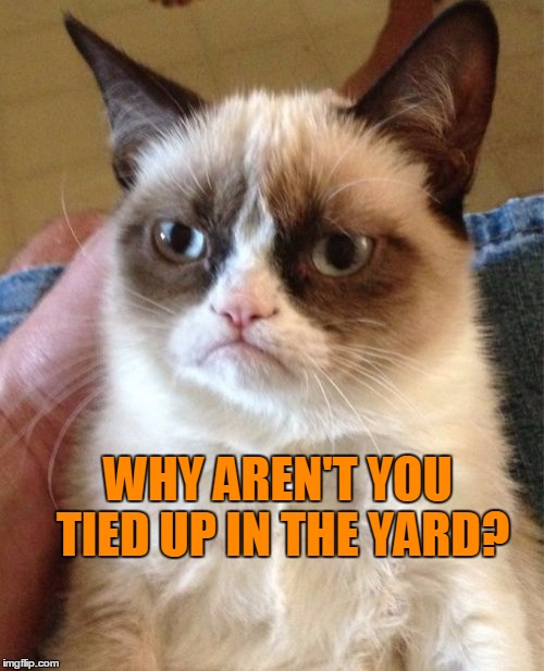 Grumpy Cat Meme | WHY AREN'T YOU TIED UP IN THE YARD? | image tagged in memes,grumpy cat | made w/ Imgflip meme maker