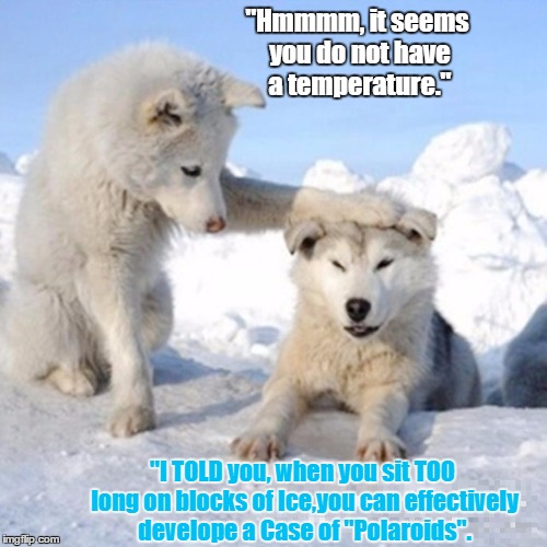 Say "White Wolf" 3x's fast. Doesn't do nothing, but made ya do it nonetheless. | "Hmmmm, it seems you do not have a temperature."; "I TOLD you, when you sit TOO long on blocks of Ice,you can effectively develope a Case of "Polaroids". | image tagged in funny animals,sick dog,butt,funny dog,two dogs,dogs pets funny | made w/ Imgflip meme maker
