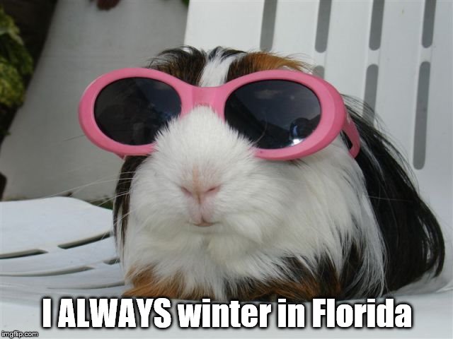 They have another pair in blue... | I ALWAYS winter in Florida | image tagged in memes,animals,winter,sunglasses,fashion,style | made w/ Imgflip meme maker