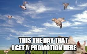 Flying pigs  | THIS THE DAY THAT I GET A PROMOTION HERE | image tagged in flying pigs | made w/ Imgflip meme maker