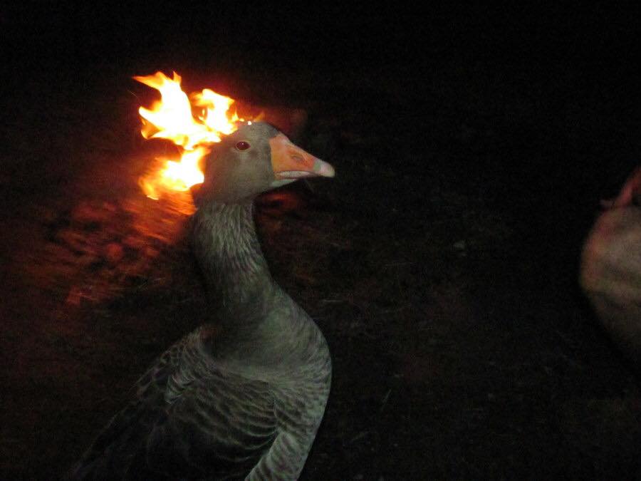 duck on fire Blank Meme Template