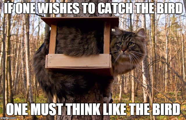   | IF ONE WISHES TO CATCH THE BIRD; ONE MUST THINK LIKE THE BIRD | image tagged in bird,funny cats,cats,food | made w/ Imgflip meme maker