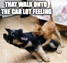 Cat Dog Fight | THAT WALK ONTO THE CAR LOT FEELING | image tagged in cat dog fight | made w/ Imgflip meme maker