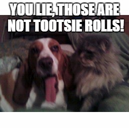 Not Tootsie Rolls | YOU LIE, THOSE ARE NOT TOOTSIE ROLLS! | image tagged in cats,funny dogs | made w/ Imgflip meme maker