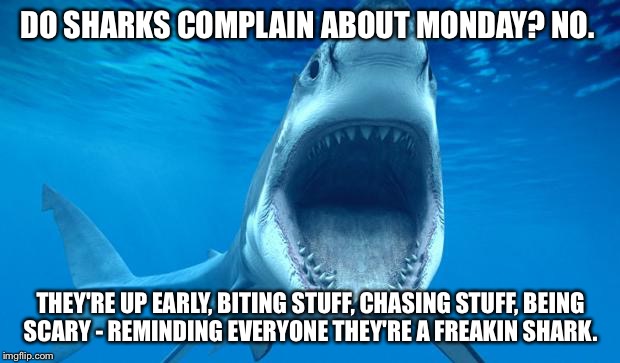 shark open mouth | DO SHARKS COMPLAIN ABOUT MONDAY? NO. THEY'RE UP EARLY, BITING STUFF, CHASING STUFF, BEING SCARY - REMINDING EVERYONE THEY'RE A FREAKIN SHARK. | image tagged in shark open mouth | made w/ Imgflip meme maker