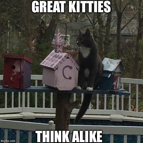 GREAT KITTIES THINK ALIKE | made w/ Imgflip meme maker