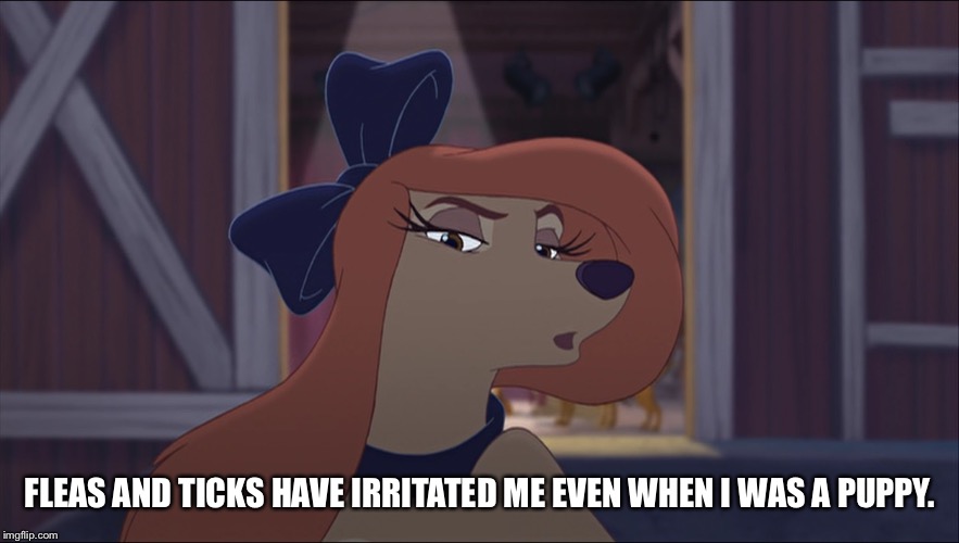 Fleas And Ticks Have Irritated Me Even When I Was A Puppy | FLEAS AND TICKS HAVE IRRITATED ME EVEN WHEN I WAS A PUPPY. | image tagged in dixie tough,memes,disney,the fox and the hound 2,reba mcentire,dog | made w/ Imgflip meme maker