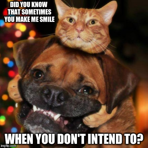 Turn that frown upside down | DID YOU KNOW THAT SOMETIMES YOU MAKE ME SMILE; WHEN YOU DON'T INTEND TO? | image tagged in dogs an cats | made w/ Imgflip meme maker