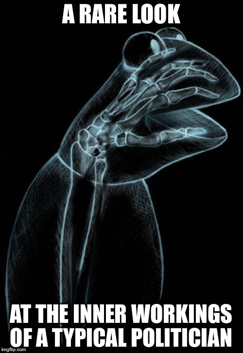 Kermit xray | A RARE LOOK; AT THE INNER WORKINGS OF A TYPICAL POLITICIAN | image tagged in kermit xray | made w/ Imgflip meme maker