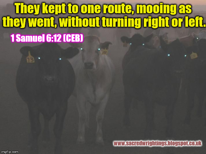 They kept to one route, mooing as they went, without turning right or left. 1 Samuel 6:12 (CEB); www.sacredwrightings.blogspot.co.uk | made w/ Imgflip meme maker
