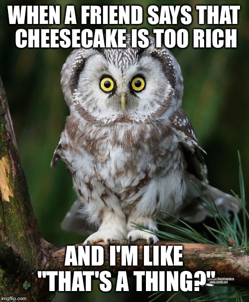 Owl | WHEN A FRIEND SAYS THAT CHEESECAKE IS TOO RICH; AND I'M LIKE "THAT'S A THING?" | image tagged in owl | made w/ Imgflip meme maker