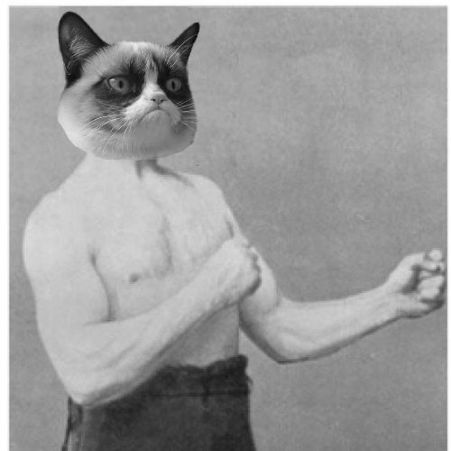Overly Grumpy Cat Blank Meme Template
