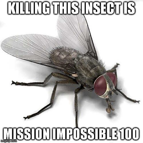 Scumbag House Fly | KILLING THIS INSECT IS; MISSION IMPOSSIBLE 100 | image tagged in scumbag house fly | made w/ Imgflip meme maker