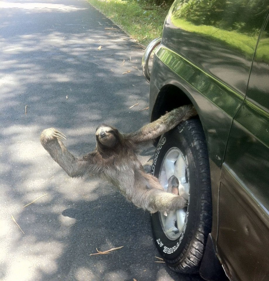 High Quality tire-sloth Blank Meme Template