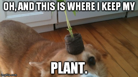 OH, AND THIS IS WHERE I KEEP MY; PLANT. | image tagged in derp dog,dog,plant | made w/ Imgflip meme maker