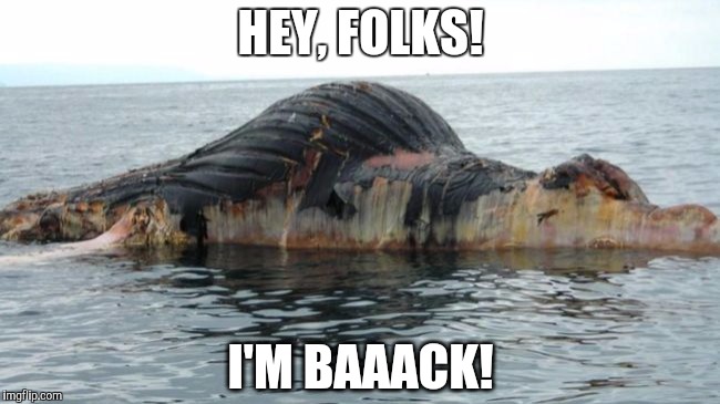 Wally the Dead Whale! | HEY, FOLKS! I'M BAAACK! | image tagged in dead whale,wally,newport beach ca | made w/ Imgflip meme maker