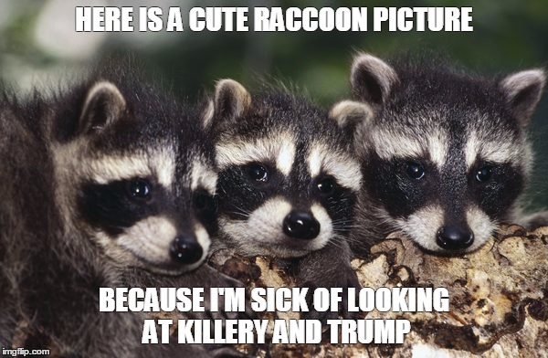 No more politics | HERE IS A CUTE RACCOON PICTURE; BECAUSE I'M SICK OF LOOKING AT KILLERY AND TRUMP | image tagged in no more politics | made w/ Imgflip meme maker