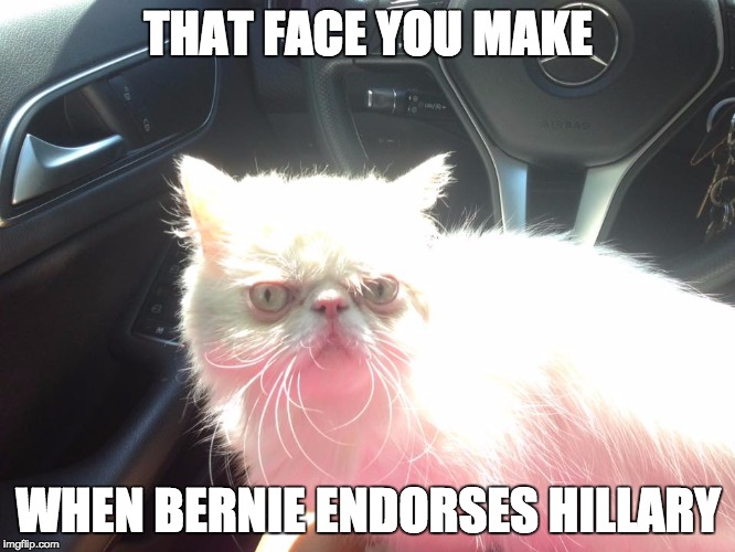Sour Puss isn't happy | THAT FACE YOU MAKE; WHEN BERNIE ENDORSES HILLARY | image tagged in bernie,hillary,sour puss | made w/ Imgflip meme maker