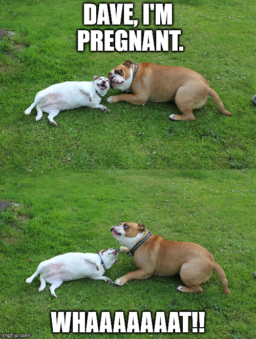 Dave and Penny | DAVE, I'M PREGNANT. WHAAAAAAAT!! | image tagged in bulldog,dave,pregnant | made w/ Imgflip meme maker