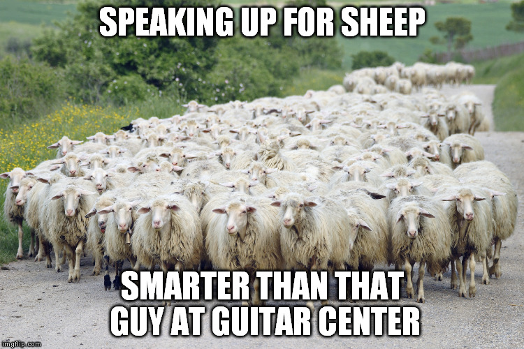 Year of the Sheep | SPEAKING UP FOR SHEEP; SMARTER THAN THAT GUY AT GUITAR CENTER | image tagged in year of the sheep | made w/ Imgflip meme maker