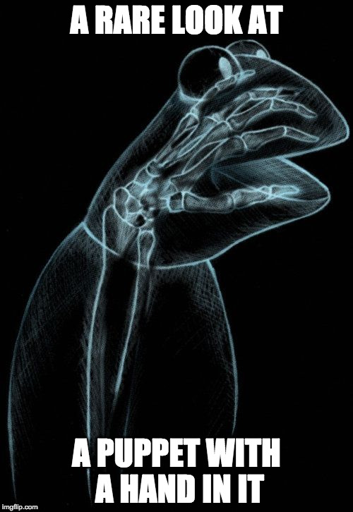 Kermit xray | A RARE LOOK AT; A PUPPET WITH A HAND IN IT | image tagged in kermit xray | made w/ Imgflip meme maker