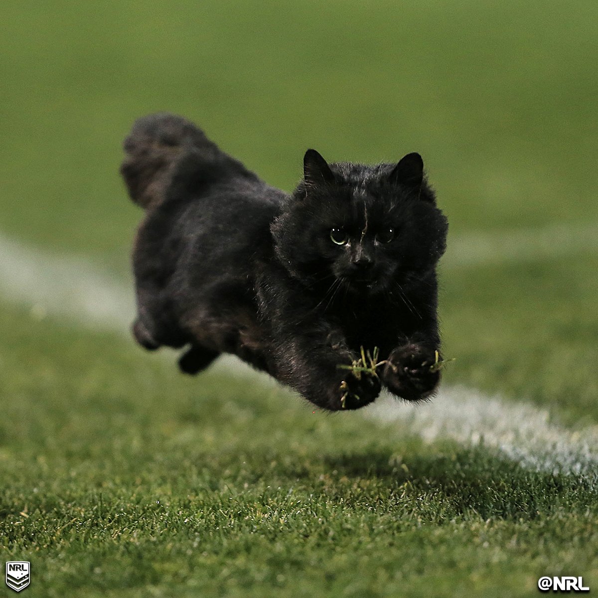 Black cat on the field during nyg home game - Imgflip