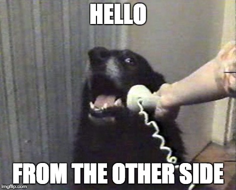 hello this is dog | HELLO; FROM THE OTHER SIDE | image tagged in hello this is dog | made w/ Imgflip meme maker