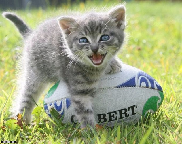 V | image tagged in rugby_cat | made w/ Imgflip meme maker
