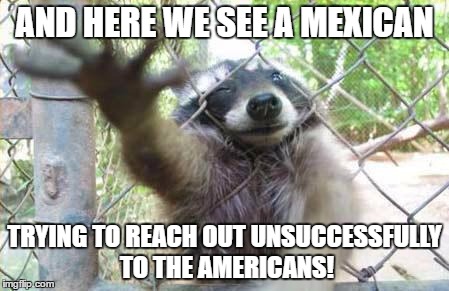 Fence Raccoon | AND HERE WE SEE A MEXICAN; TRYING TO REACH OUT UNSUCCESSFULLY TO THE AMERICANS! | image tagged in fence raccoon | made w/ Imgflip meme maker