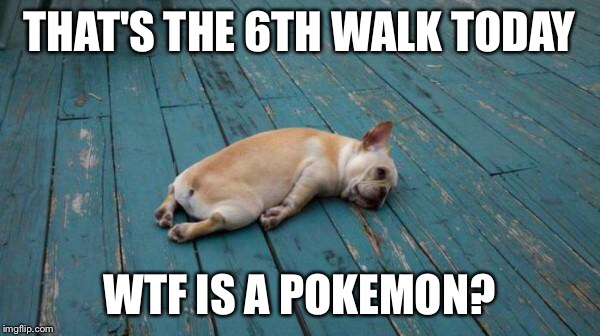 tired dog | THAT'S THE 6TH WALK TODAY; WTF IS A POKEMON? | image tagged in tired dog | made w/ Imgflip meme maker